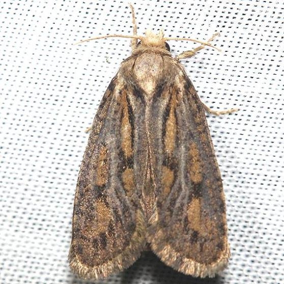 0373 Clemen's Grass Tubeworm Moth yard 7-21-12