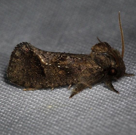 0383 Texas Grass Tubeworm Moth Kissimmee Prairie St Pk 2-17-14