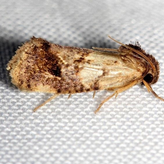 0383 Texas Grass Tubeworm Moth Lake Kissimmee St Pk Fl 2-26-13