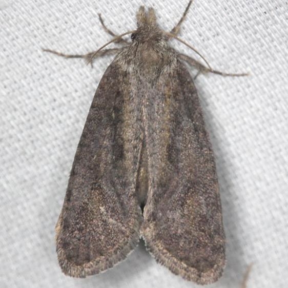 0383 Texas Grass Tubeworm Moth yard 7-17-13 (41)_opt