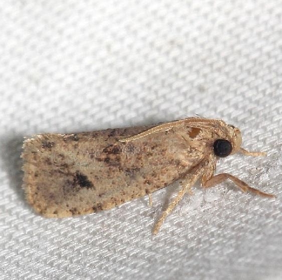 0383 Texas grass Tubeworm Moth worn Lake Kissimmee St Pk Fl 2-26-13