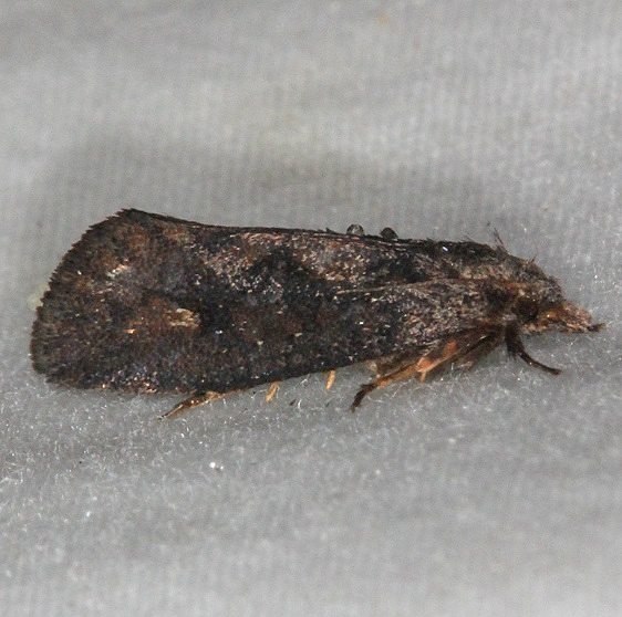 0386.97 Unidentified Acrolophus Moth Little Manetee River St Pk 3-10-15