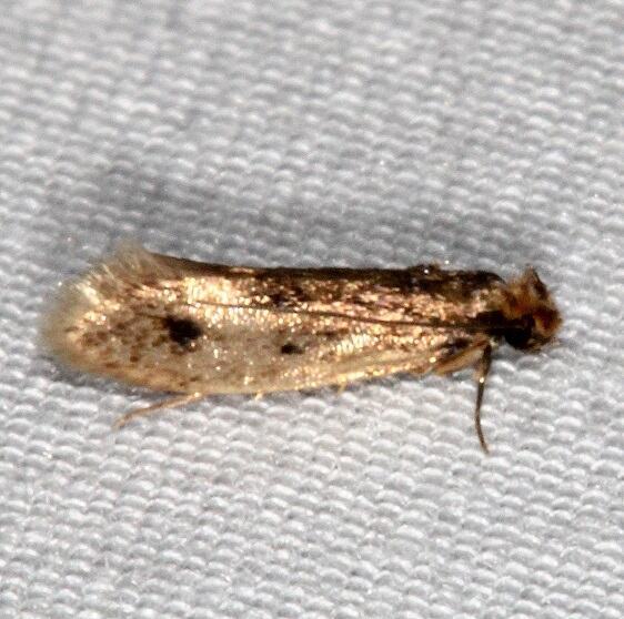 0405 Casemaking Clothes Moth Paynes Prairie St PK Fl 3-15-21