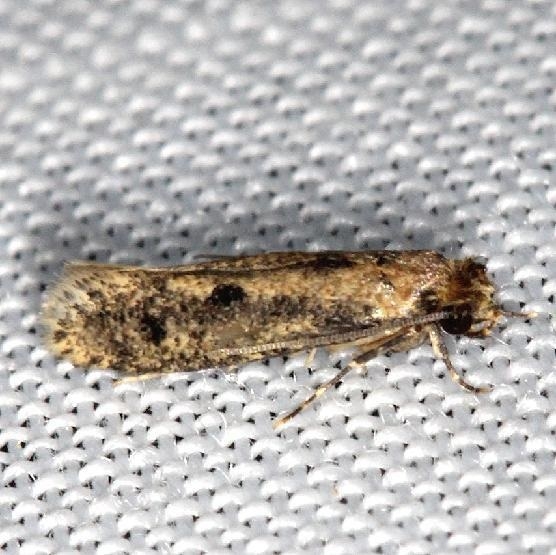 0412 Niditinea orleansella yard 7-23-13