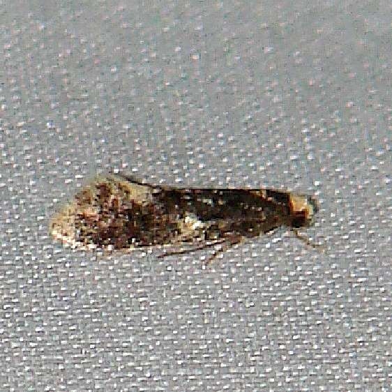 0417 Monopis marginistrigella Thunder Lake Mich 6-17-10 (1)_opt