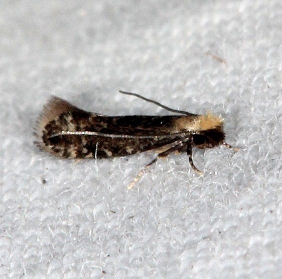 0421.97 Unidentified Monopsis Moth BG Oscar Scherer St Pk 3-14-15