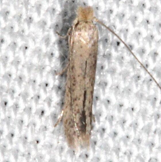 0426.2 Xystrologa new species 1 Paynes Prairie St Pk Fl 3-17-21