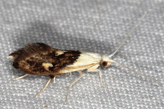 0434.96 Tineidae n. sp undescribed yard 7-25-20