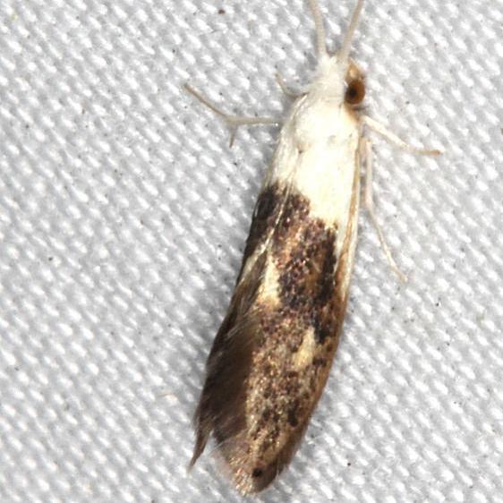 0434.96-Tineidae-n.-sp-undescribed-yard-7-25-20-2