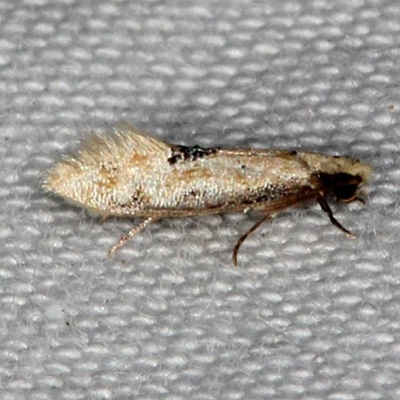 0434.96 Undescribed Tineid Moth Collier-Seminole St Pk 3-3-15