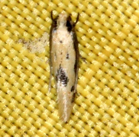 0434.96 Undescribed Tineid Moth n sp Collier Seminole St Pk 2-25-14