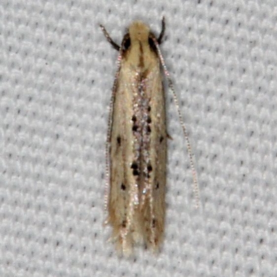 0434.99 BG Unidentified Tineid Moth Johathan Dickinson St Pk Fl 3-9-17 (1)_opt