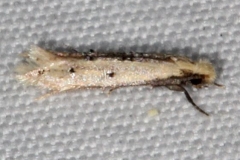 0434.99 BG Unidentified Tineid Moth Johathan Dickinson St Pk Fl 3-9-17 (2)_opt