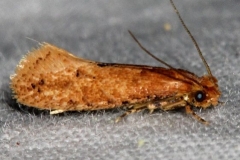 0434.99 BG Unidentified Tineid Moth Oscar Scherer St Pk Fl 2-27-17 (6)_opt