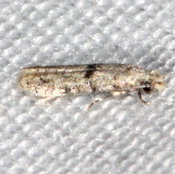 0434.99-Unidentified-Tineid-Moth-BG-Collier-Seminole-St-PK-Fl-3-2-21