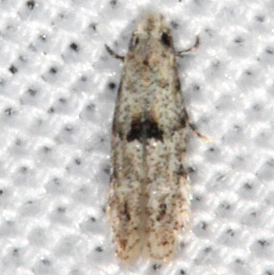 0434.99 Unidentified Tineid Moth BG Collier-Seminole St Pk Fl 3-2-21