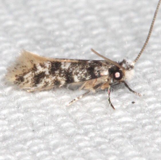 0434.99 Unidentified Tineid Moth BG Kissimmee Prairie St PK Fl 2-25-21