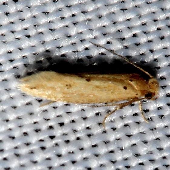 0434.99 Unidentified Tineid Moth BG Kissimmee Prairie St Pk 3-16-13