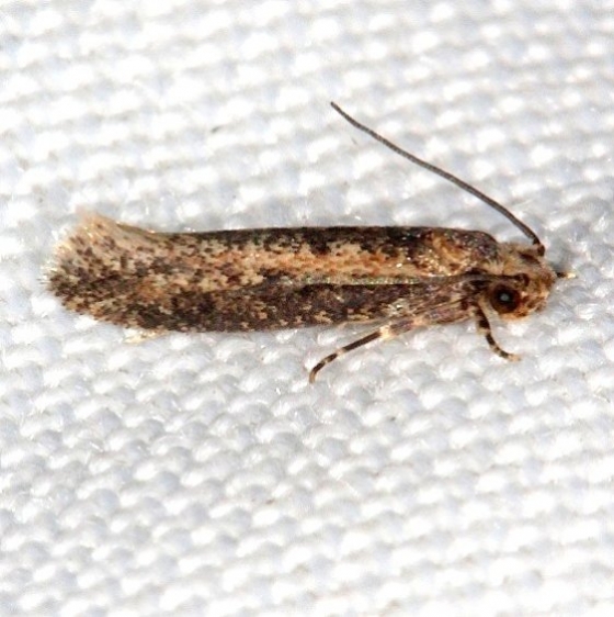 0434.99 Unidentified Tineid Moth Collier Seminole St Pk 3-1-14_opt