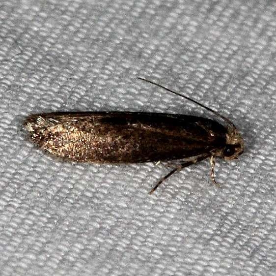 0434.99 Unidentified Tineid Moth Collier-Seminole St Pk 3-3-15