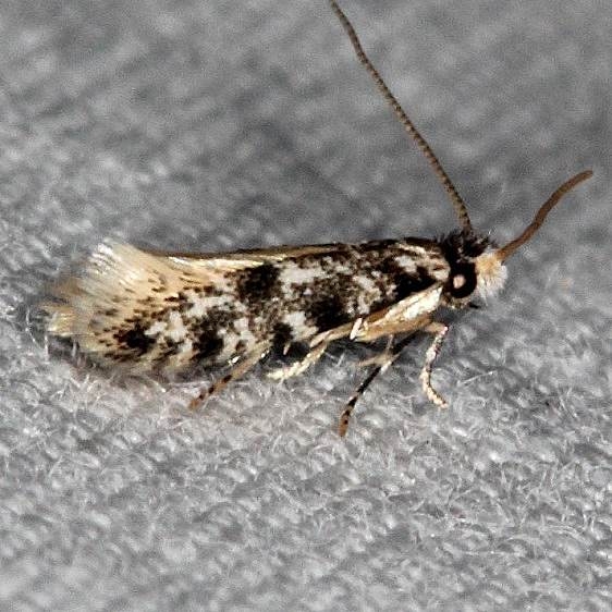0434.99 Unidentified Tineid Moth Little Manetee River St Pk Fl 3-8-15