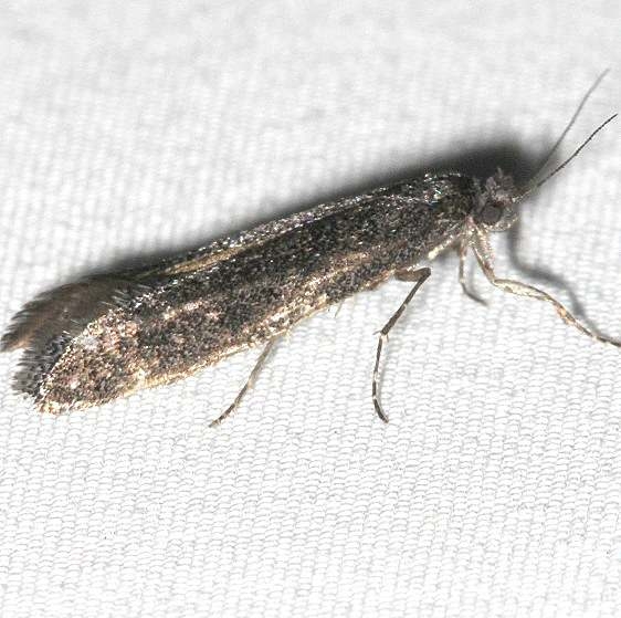0434.99 Unidentified Tineid Moth Mueller St Pk Colorado 6-21-17 (34)_opt