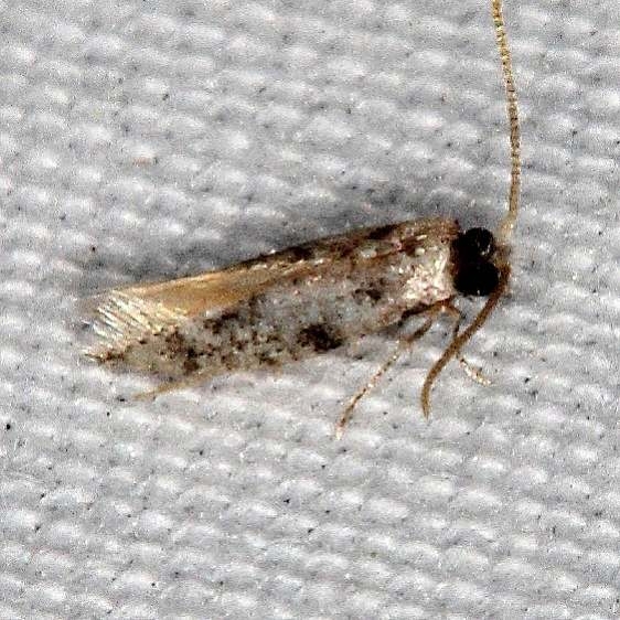 0434.99 Unidentified Tineid Moth Oscar Scherer St Pk Fl 2-25-17