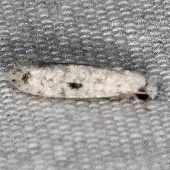 0434.99 Unidentified Tineid Moth doesnt have feathery tail as Nemapogons BG Silver Springs St Pk Fl 9-24-18 (50)_opt