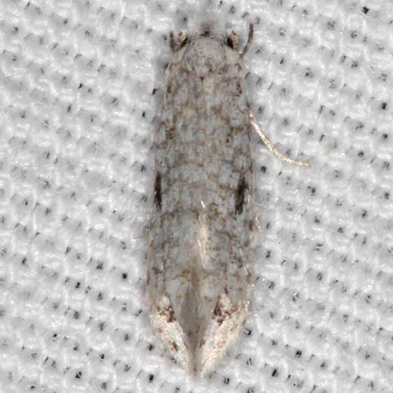 0434.99 Unidentified Tineid Moth doesnt have feathery tail as Nemapogons BG Silver Springs St Pk Fl 9-24-18 (51)_opt