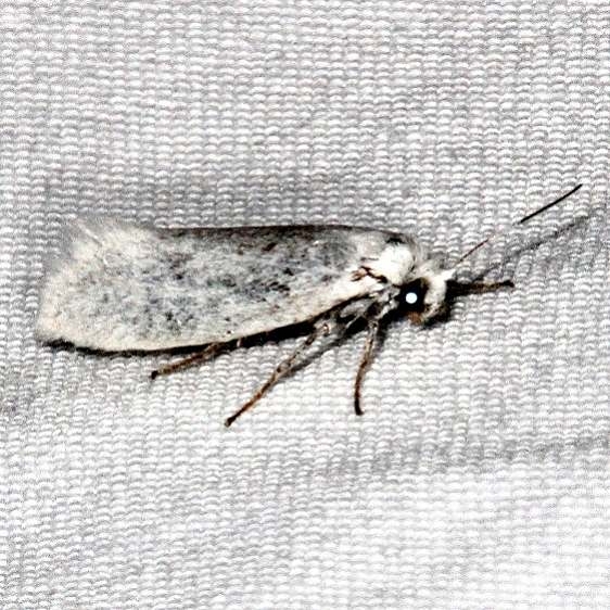 0434.99 Unidentified Tinied Moth 0198 Yucca Moth maybe BG Fool Hollow Lake St Pk Ariiz 5-23-17 (69)_opt