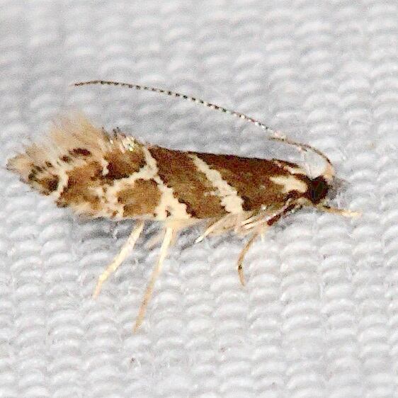 0434.99 Unidentified Tinied Moth-BG-Bear-Island Big Cypress Preserve Fl 3-5-22