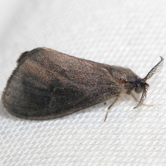 0441 Nigrita Bagworm Moth Lake Kissimmee St Pk Fl 2-28-13