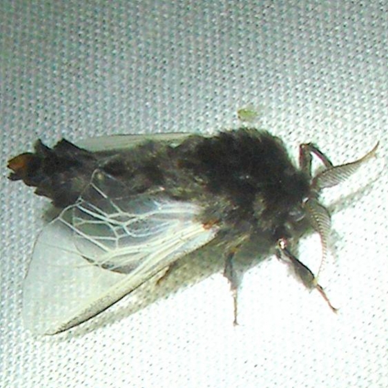 0457 Evergreen Bagworm Moth Mahogany Hammock Everglades 2-27-12