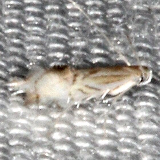 0482.97 Unidentified Leucoptera BG Collier-Seminole St Pk Fl 3-2-21
