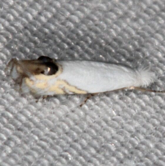 0482.97 Unidentified Leucoptera BG Paynes Prairie St PK Fl 3-15-21