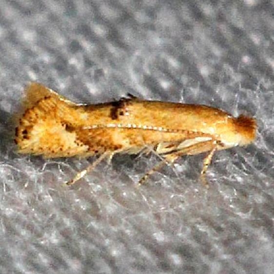 0582.97 Unidentified Bucculatrix Moth Alexander Springs Ocala Natl Forest 3-19-13