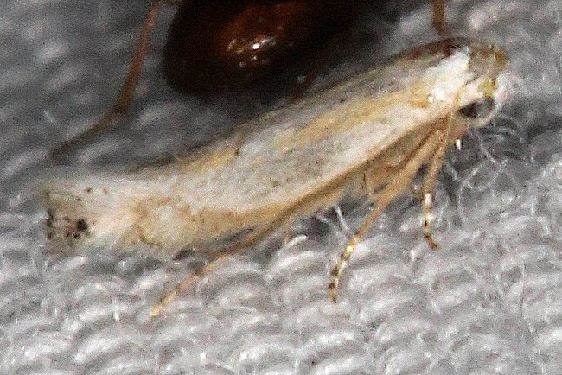 0582.97 Unidentified Bucculatrix Moth BG Silver Springs St Pk Fl 9-24-18 (13)_opt