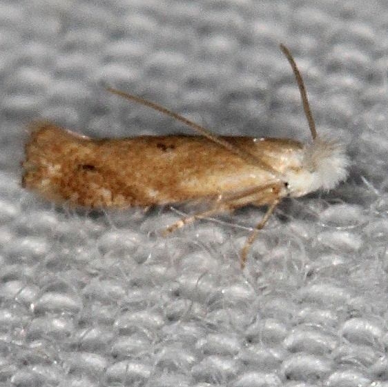 0582.97 Unidentified Bucculatrix Moth BG  white head Hopkins Prairie Ocala Natl Forest Fl 9-26-18 (68)_opt