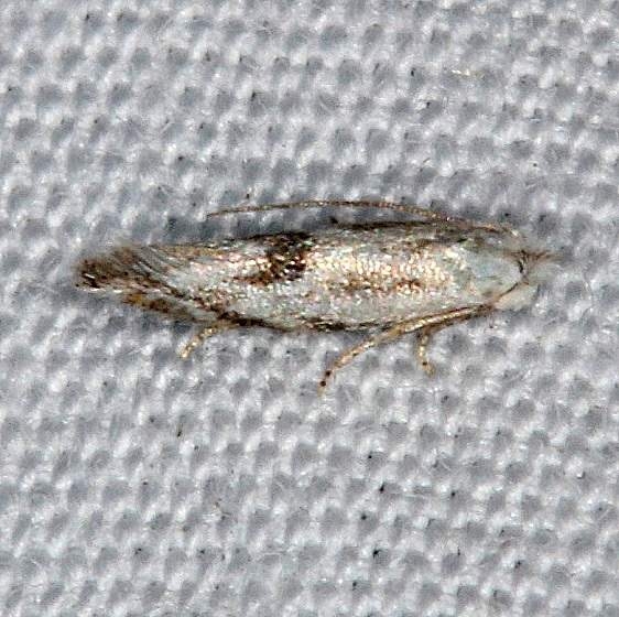 0582.97 Unidentified Bucculatrix Moth Lucky Hammock near Everglades 2-27-15