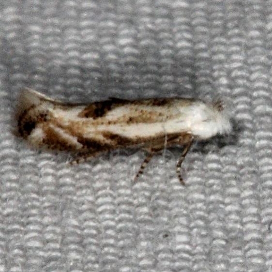 0582.97 Unidentified Bucculatrix Moth Oscar Scherer St Pk 3-12-15