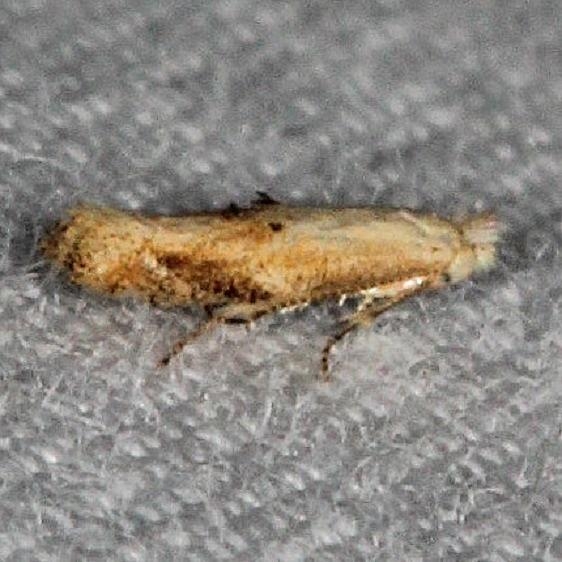 0582.97 Unidentified Bucculatrix Moth Silver Lake Cypress Glenn Fl 3-16-15