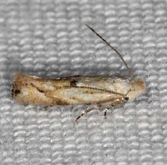 0582.97 Unidentified Bucculatrix Moth Silver Lake Cypress Glenn Fl 3-19-15