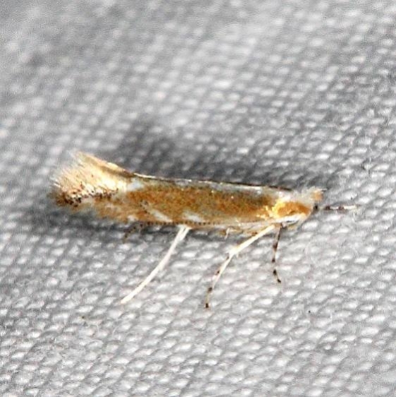 0841.97 Unidentified Cameraria Moth Jenny Wiley St Pka 4-19-16_opt