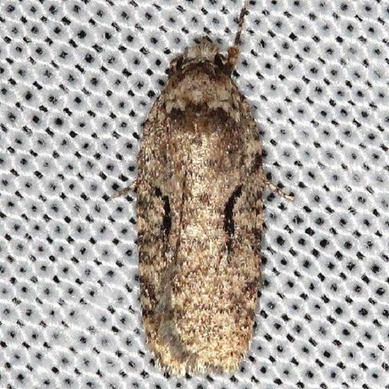 0859 Curved-line Agonopterix Moth Carter Cave St Pk Ky 4-23-13