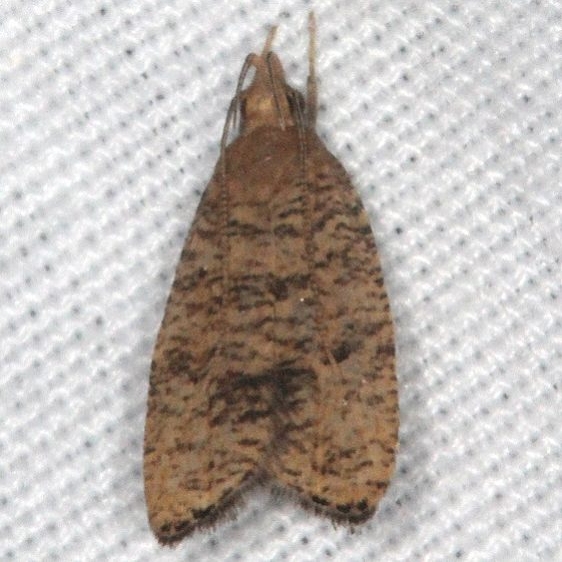 0955 Oak Leaftier Moth Burr Oak Cove Wayne Natl Forest Oh 8-5-18 (11)_opt