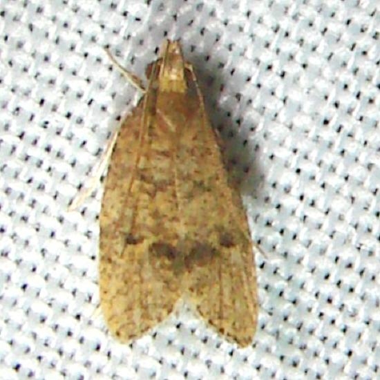 0957 Dotted Leaftier Moth CREW Marsh FL 3-6-12