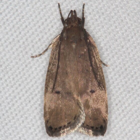 0960.97 Unidentified Psilocorsis Moth Paynes Prairie St Pk Fl 3-16-21