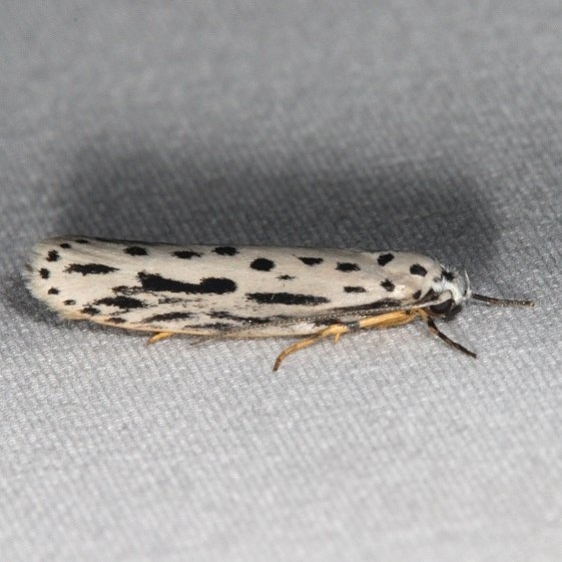 0992 Zellar's Ethmia Moth General Butler St Pk Ky 4-19-17_opt