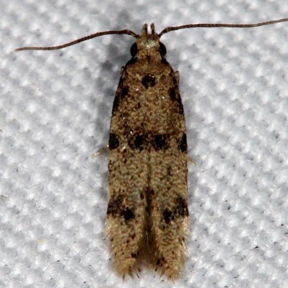 1010.96 BG Undescribed Autostichidae Moth Johathan Dickinson St Pk Fl 3-9-17 (3)_opt