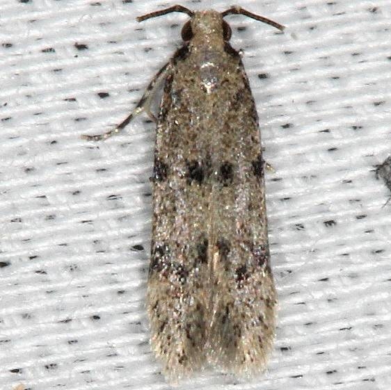 1010.96 Undescribed Autostrichidae Moth BG Collier Seminole St Pk 3-2-14 (26)_opt